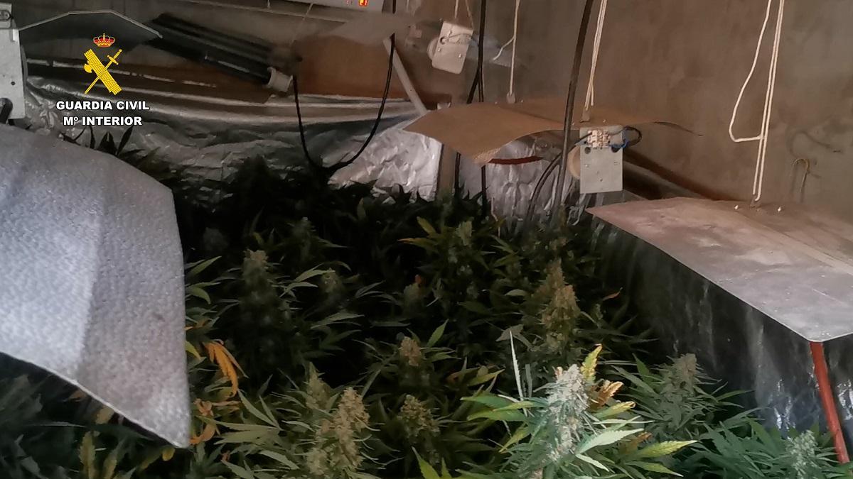 Plantas de marihuana en un invernadero ilegal desmantelado por la Guardia Civil en Peñarroya Pueblonuevo.