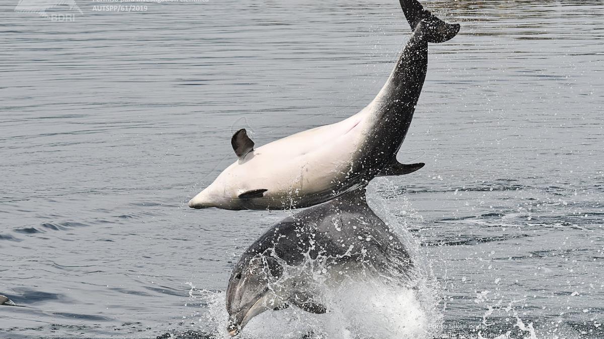 Dos delfines jugando en la ría.