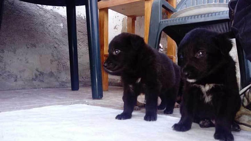 Dos de los nueve cachorros abandonados hace unos días en un monte de Valdés.