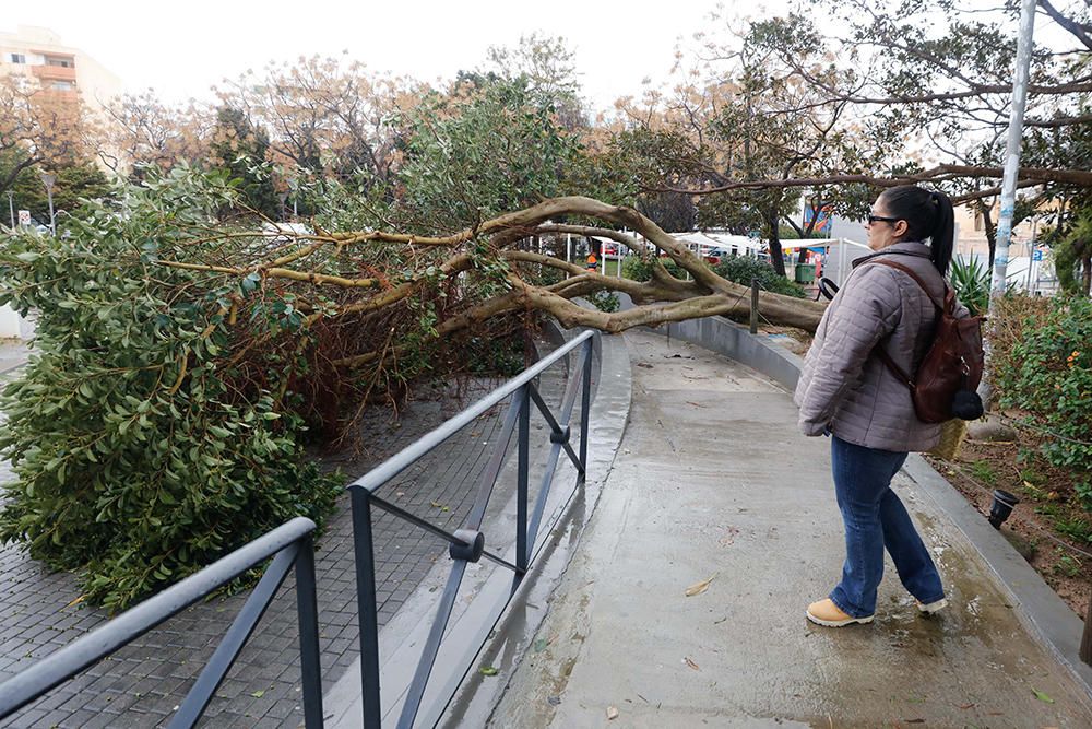 Árbol caído por el temporal en el Parque de la paz.