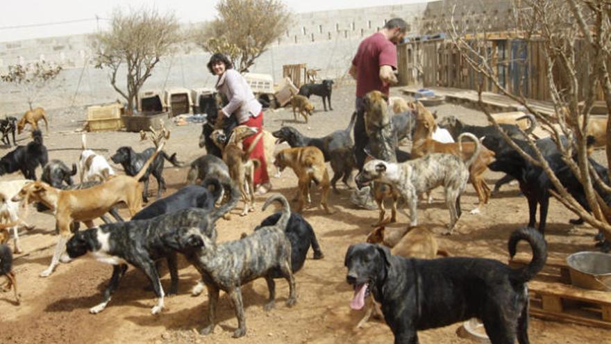 Gabriela Cavalieri junto a algunos de los perros que se llevó de la Perrera Municipal. i  GABRIEL FUSELLI