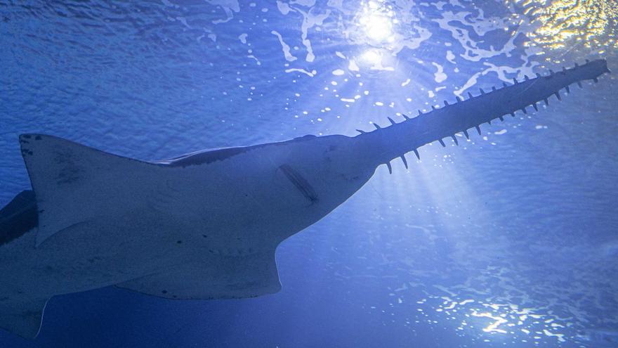 Remy, el pez sierra de 103 kilos que llega al Oceanogràfic para conservar la especie