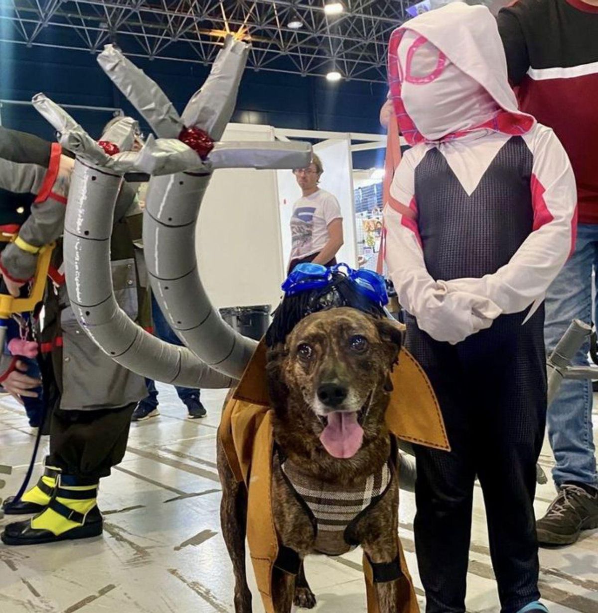 Superhéroes de cuatro patas