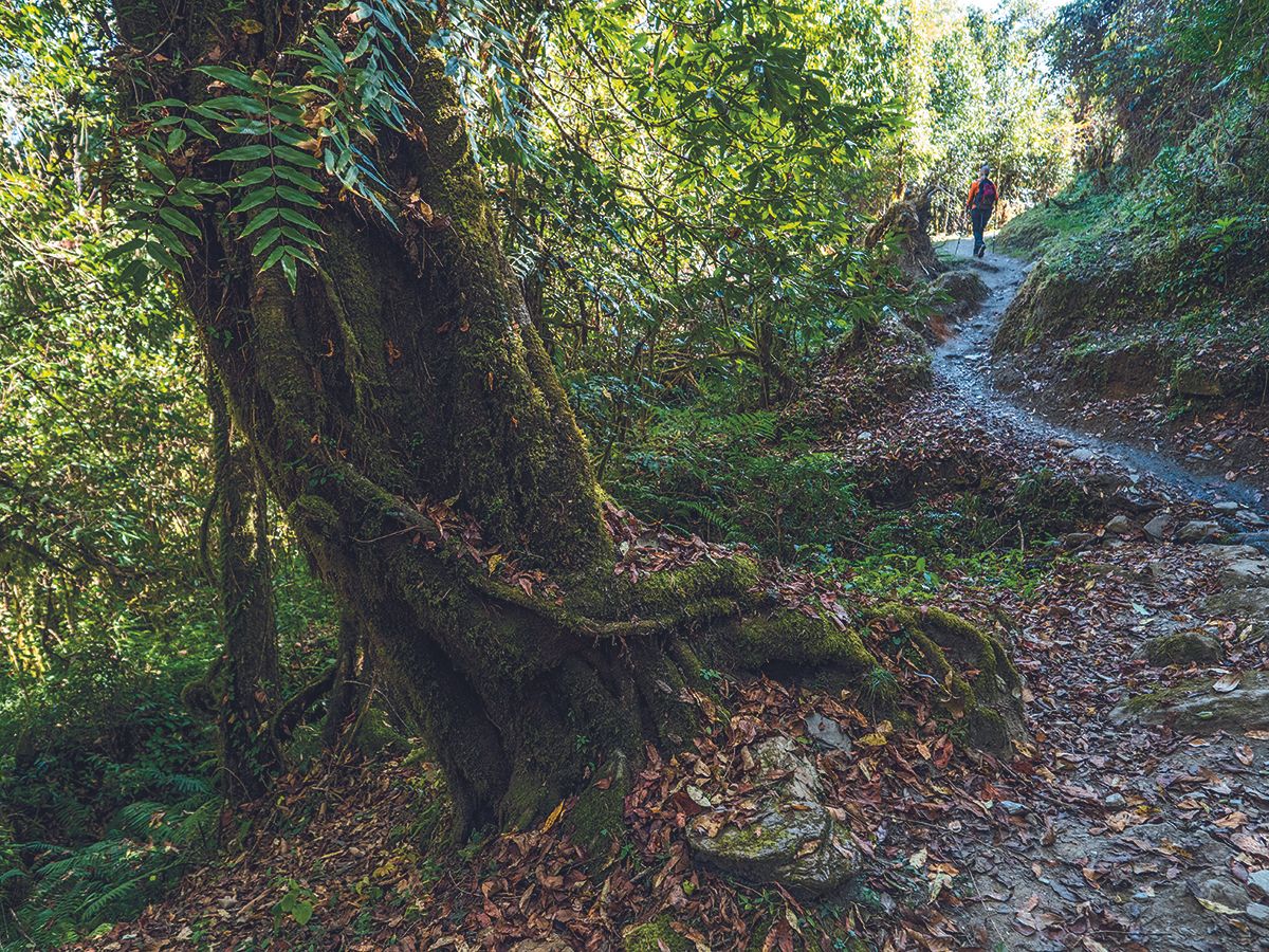 Camino a Ghandruk.