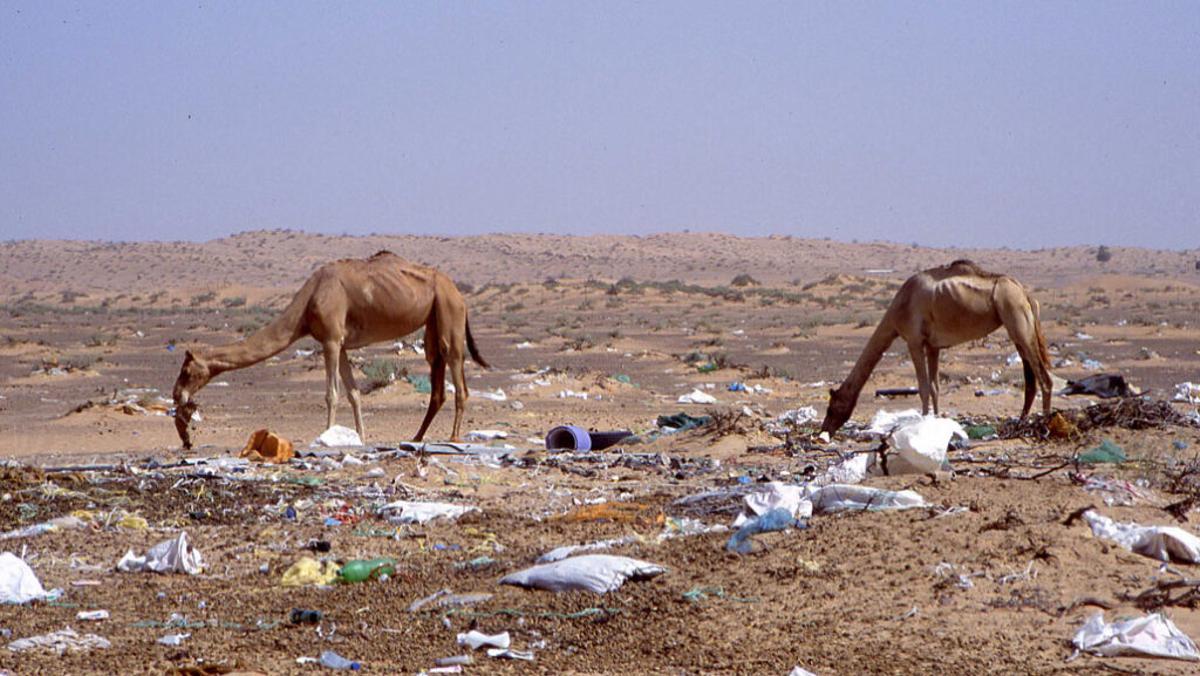 Los plásticos matan a los dromedarios del desierto