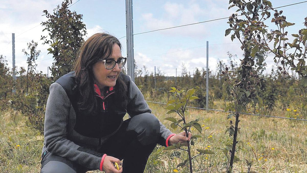 Nuria Álvarez Rodrigo, junto a una de las 4.000 zarzamoras que tiene en su explotación