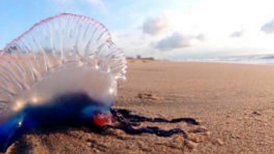 Un ejemplar de esta especie, que es parecida a la medusa.