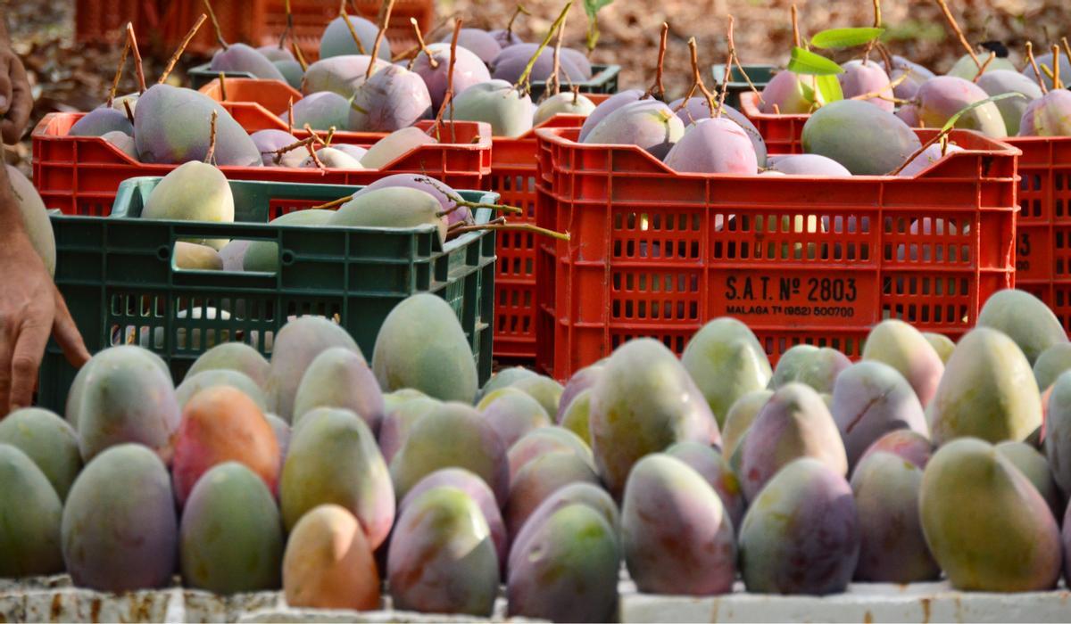 El mango es una fruta tropical que se cultiva en la zona de Málaga.