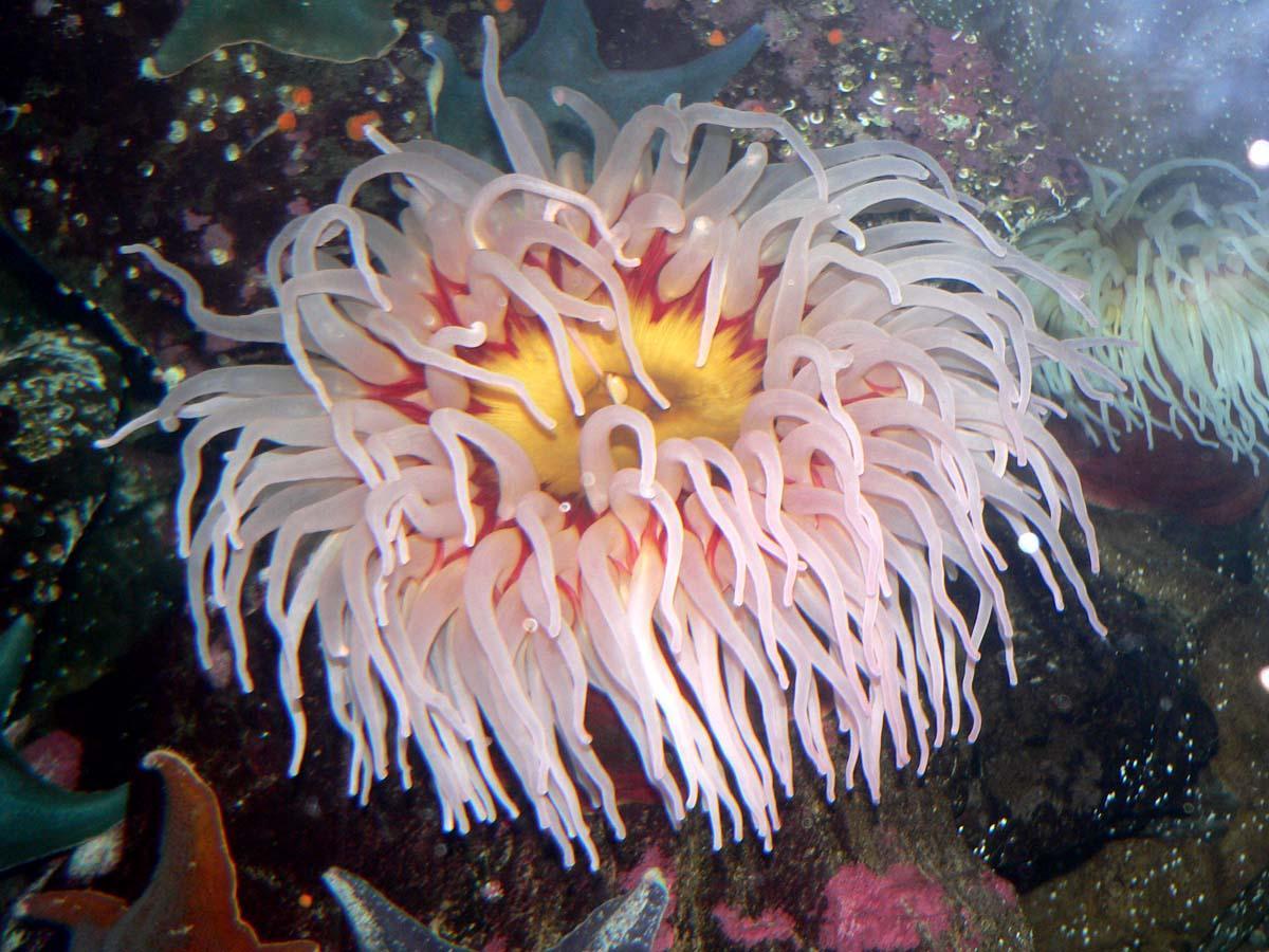 Anémona marina (Urticina piscivora).