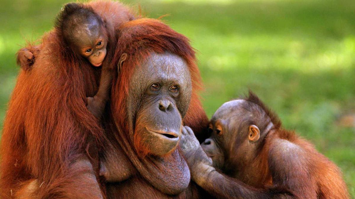 Los orangutanes están en peligro