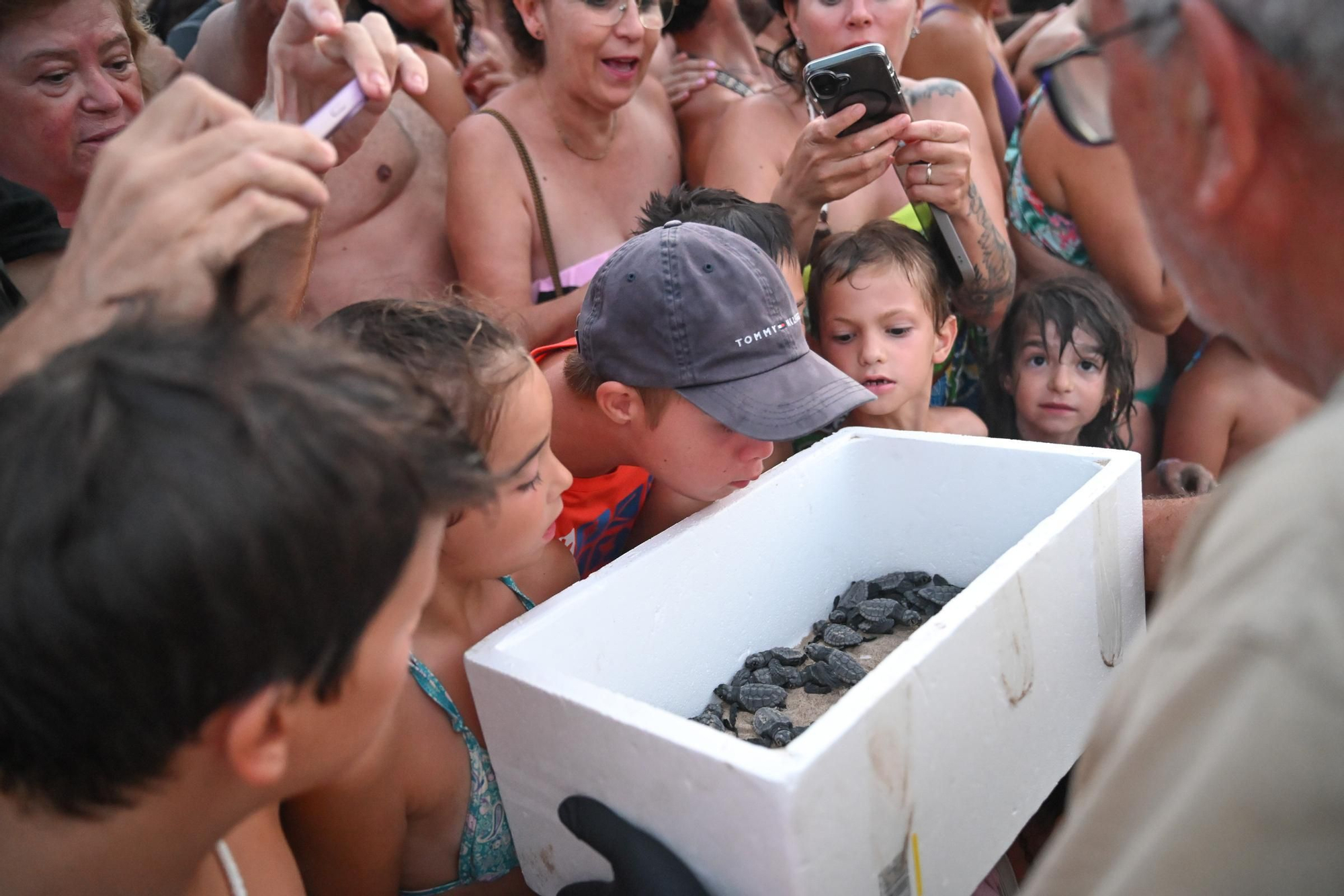 Gran expectación en Arenales del Sol por la suelta de 57 tortugas bobas recién nacidas