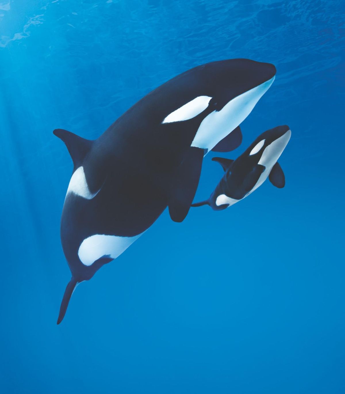 7,000 Users Help Name New Orca at Loro Parque in Tenerife