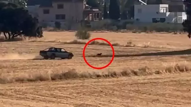 Graban a un conductor persiguiendo a un perro con su coche en Granada