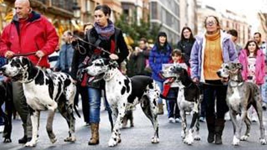 Bendición de animales con sabor valenciano