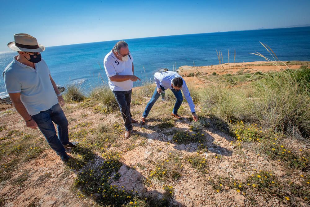 El Ayuntamiento de Orihuela ha invertido 32.000 euros en adecuar un sendero de 1,4 kilómetros en la microrreserva de flora de Punta de La Glea y ha presentado guía con las 56 especies de flora, muchas