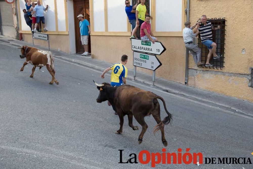 Suelta de vacas en Moratalla