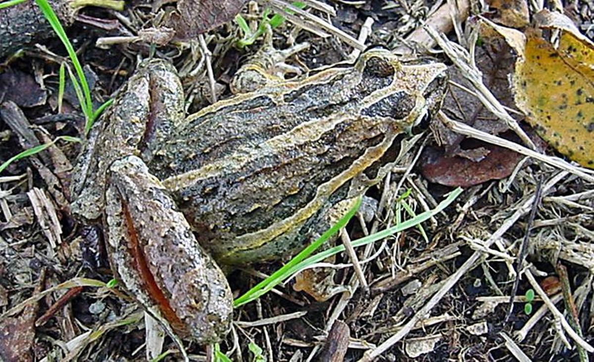 La riqueza natural de A Illa: elaboran un atlas sobre anfibios y reptiles del municipio | 8