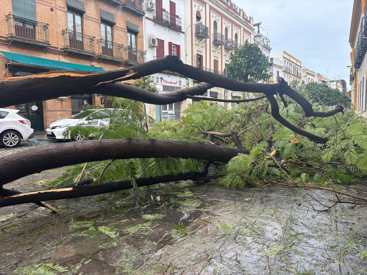 Árbol caído junto al Altozano.