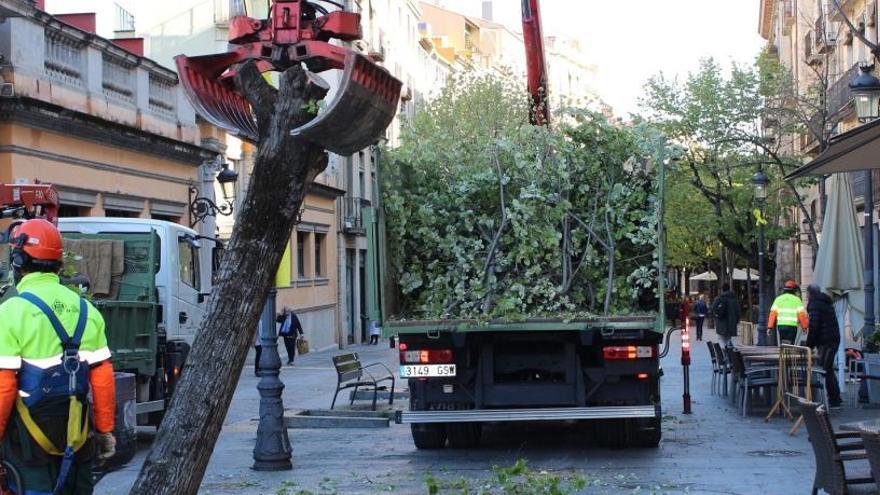 L&#039;Ajuntament substitueix dinou dels til·lers de la Rambla