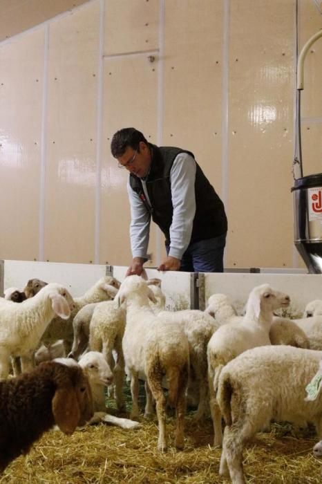 La complicada realidad de los ganaderos de ovino