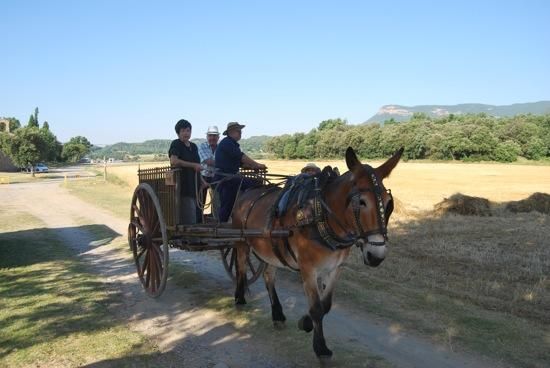 Festa del Segar i el Batre