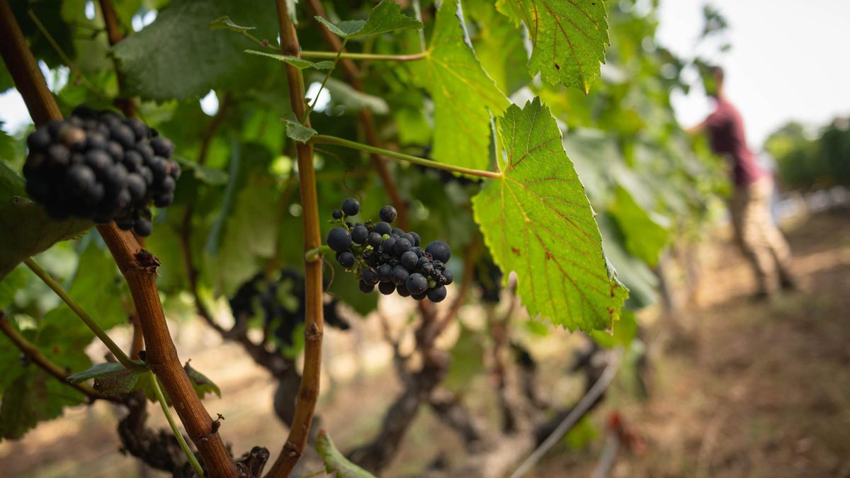 New Free App Launches to Assist Tenerife Wineries in Combatting Filoxera Threat