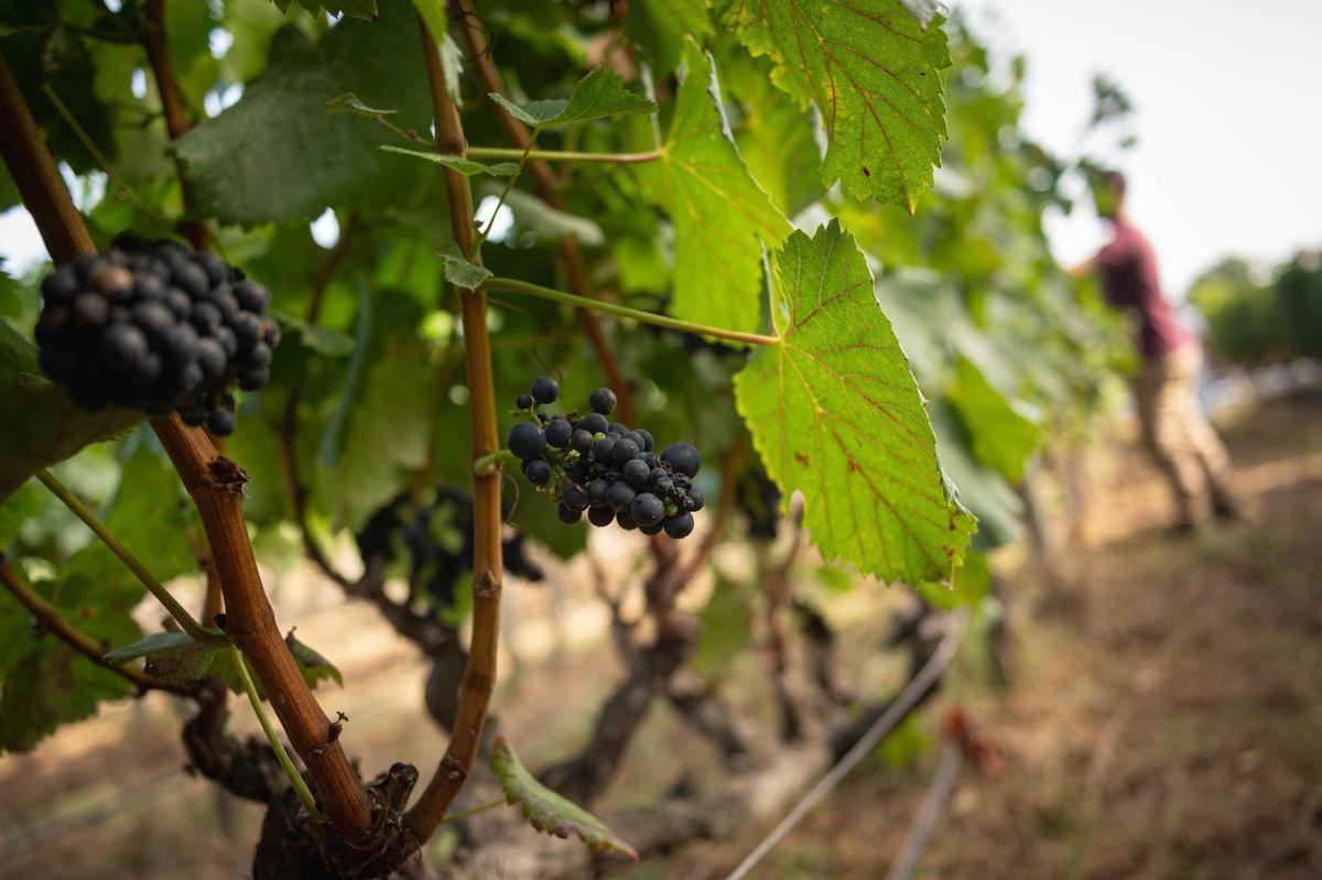 Uvas en Bodegas Viñátigo, en La Guancha, a princioios de mes