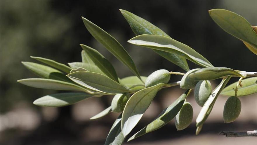 Córdoba cierra la campaña del aceite con una producción de 252.886 toneladas