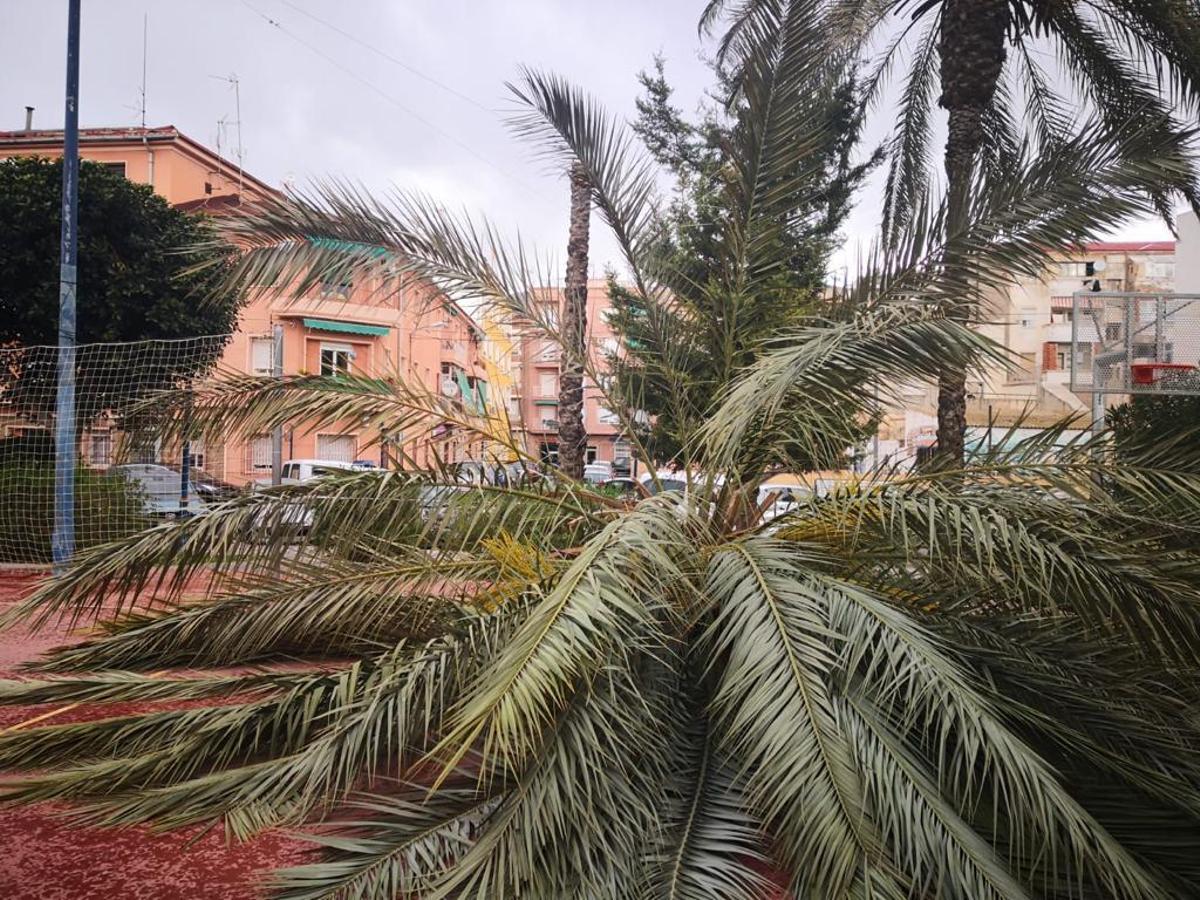 Cierran el parque de La Ocarasa en Orihuela tras la caída de una palmera