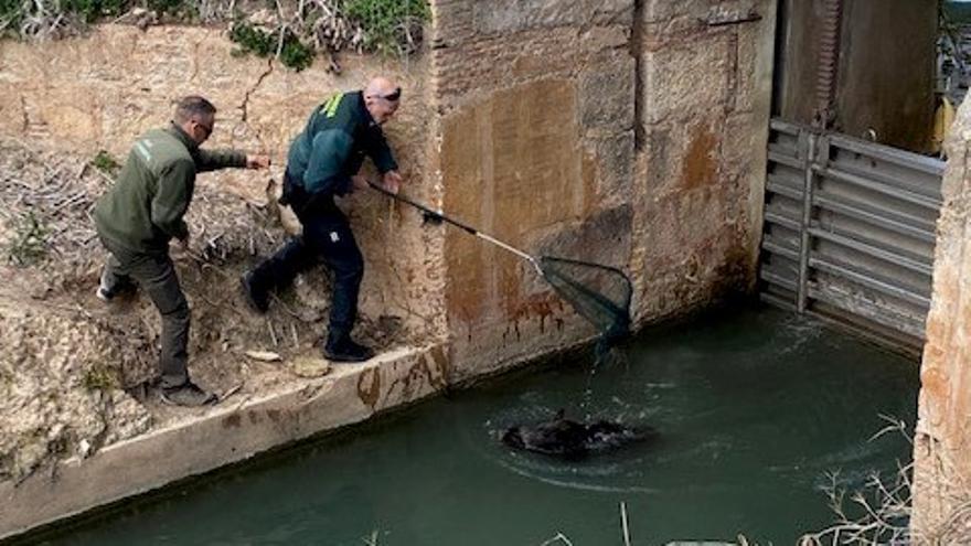 La Guardia Civil rescata a un jabalí que había quedado atrapado en el municipio de la Riola