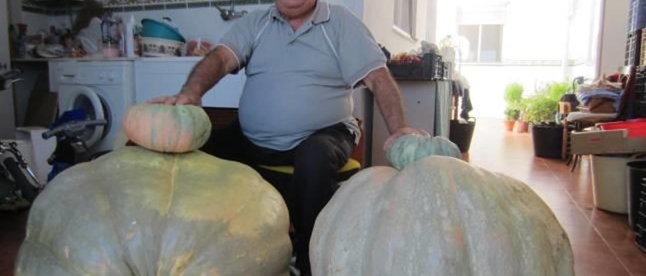 Calabazas XXL en Les Valls