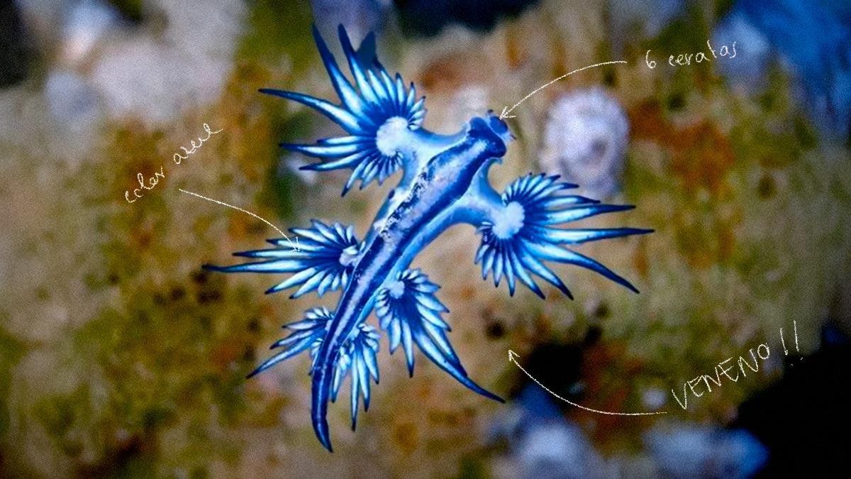 El dragón azul: por qué ha vuelto, cómo es y dónde habita principalmente
