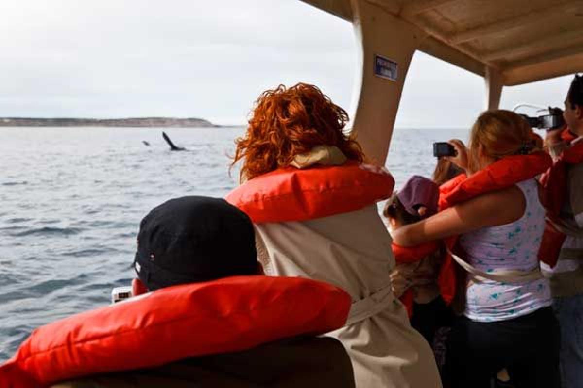 Avistamiento de ballenas