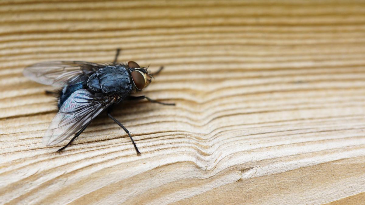 trampa moscas mosquitos truco verano viral