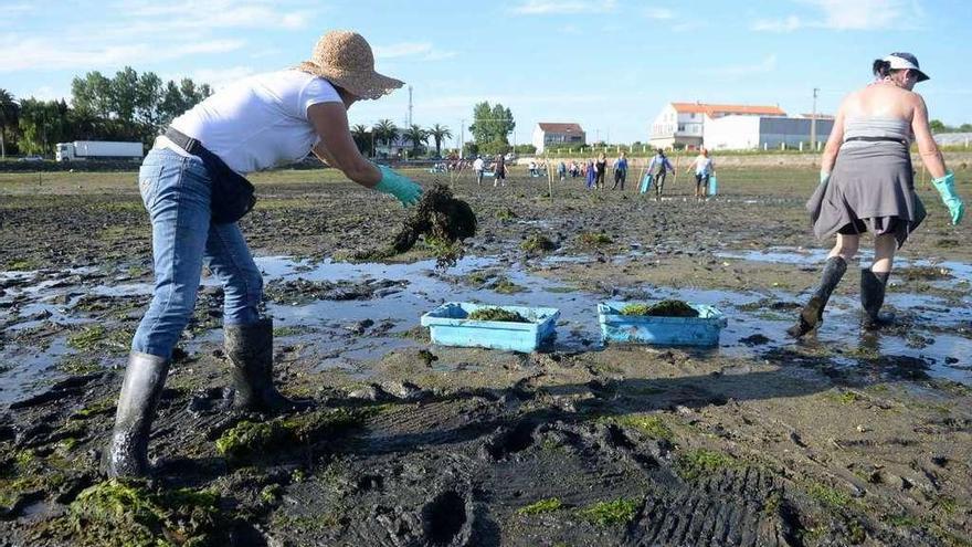 Mariscadoras de Vilanova. Ninguna de ellas es la afectada por la sentencia del TSXG. // Noé Parga