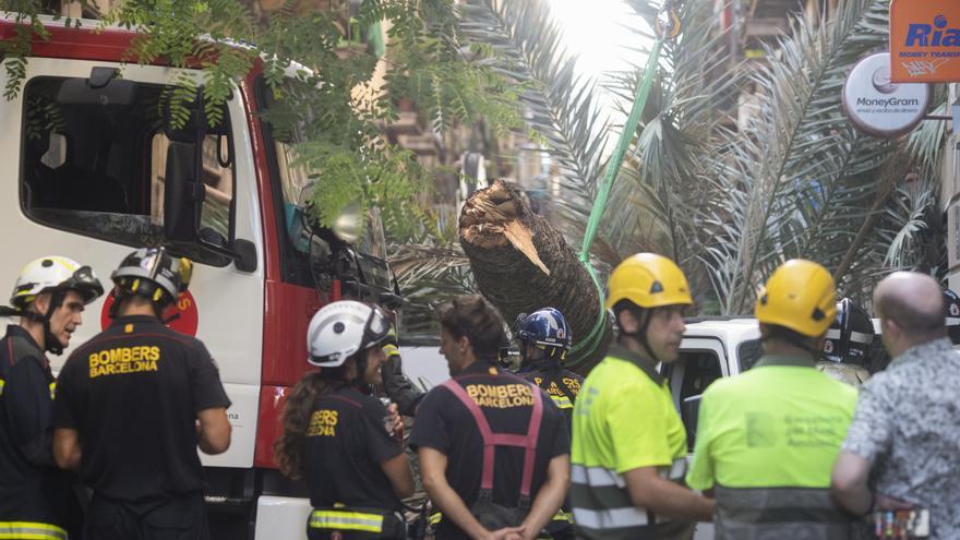 Muere una joven de 20 años tras caerle encima una palmera en Barcelona