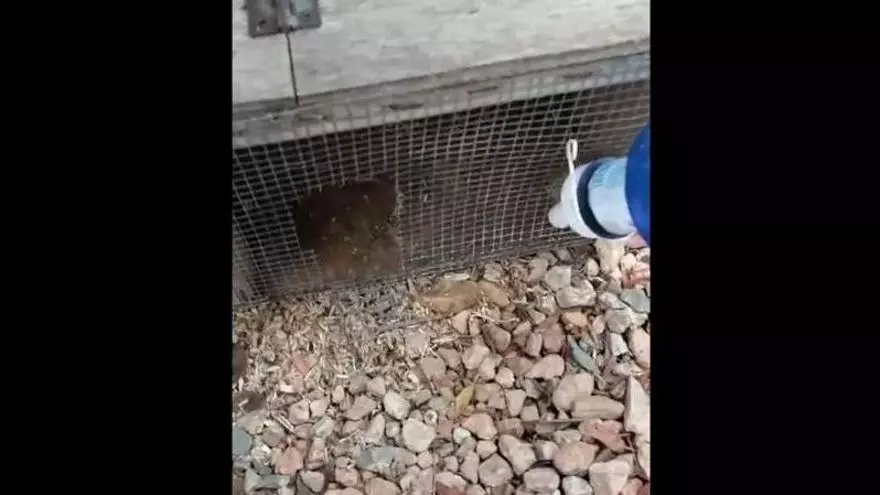 Vídeo: Santa Eulària denuncia la vandalización de sus trampas para capturar serpientes