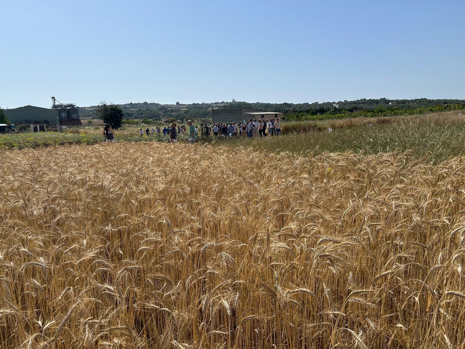 Agricultura | La jornada en el campo experimental de cereales en Maria de la Salut, en imágenes