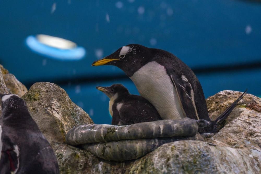 'Baby boom' de pingüinos en Loro Parque