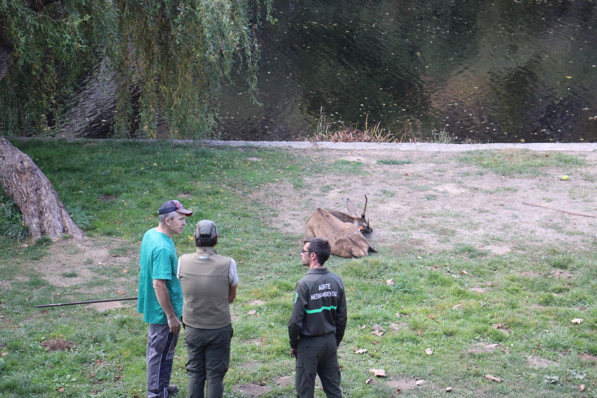 GALERÍA | Rescate de un ciervo enfermo en Puebla