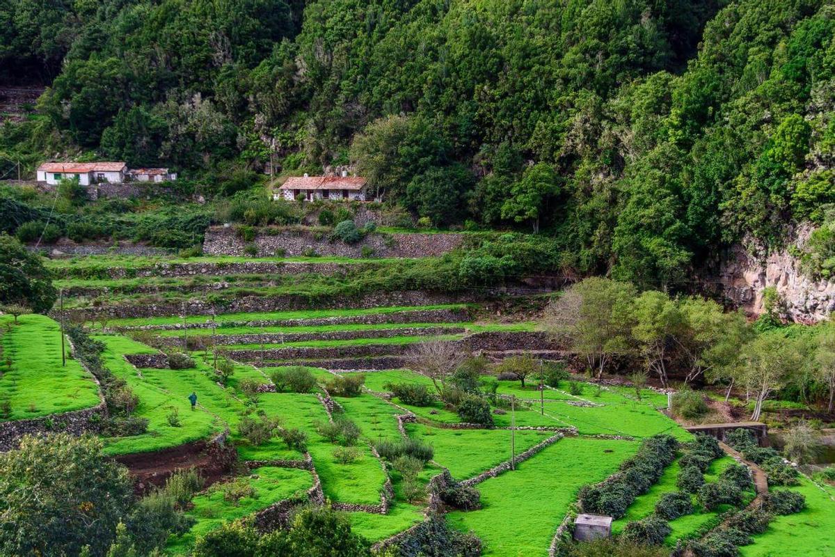 EL CEDRO
