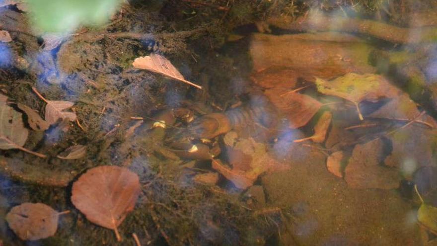 Un ejemplar de cangrejo señal en el río Negro, en la zona de Santa Eulalia.