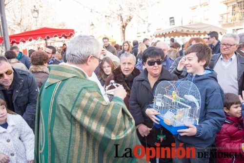 Bendición de animales en Caravaca