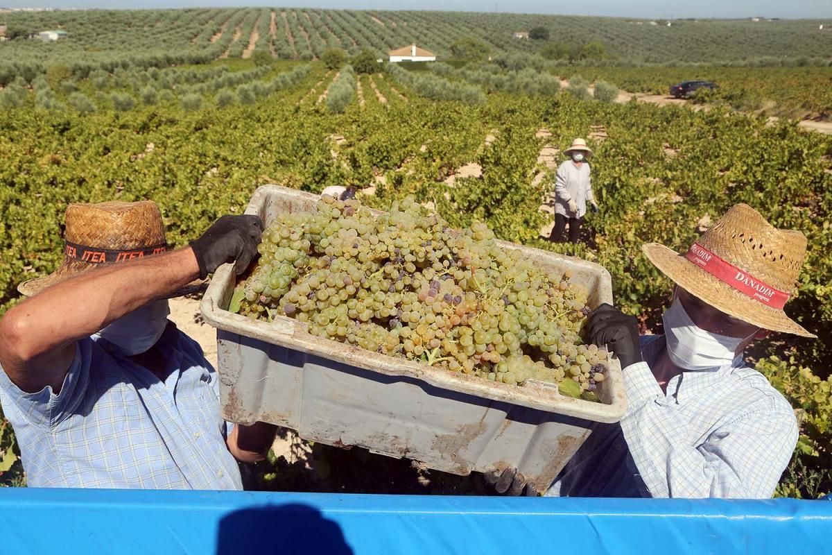 La alerta sanitaria marca el arranque de la vendimia en Montilla-Moriles