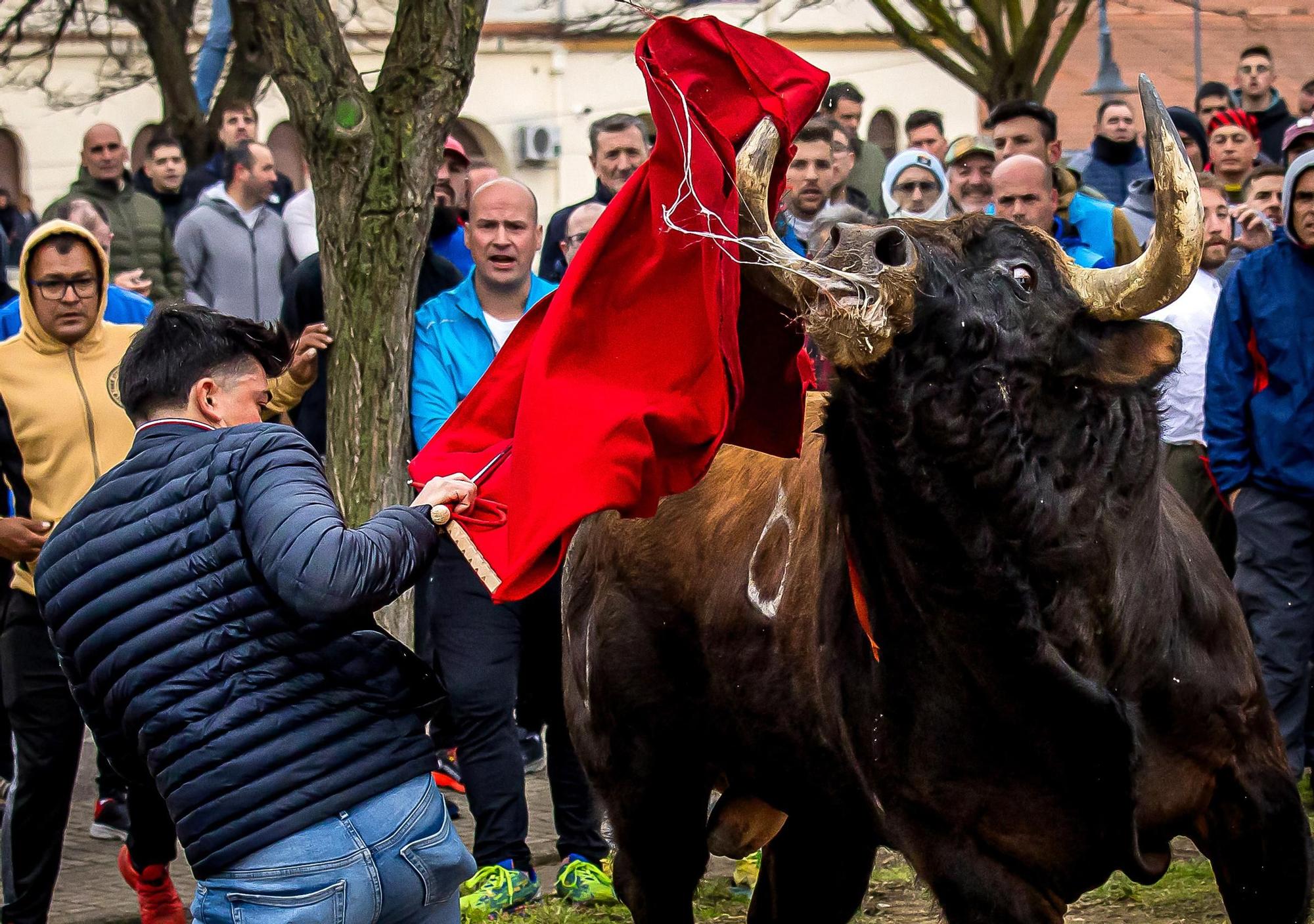 Ciudad Rodrigo (Salamanca) da un multitudinario recibimiento su Toro del Antruejo