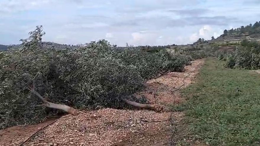 La fuerza del tornado arrancó de raíz campos de olivares adultos en Turís