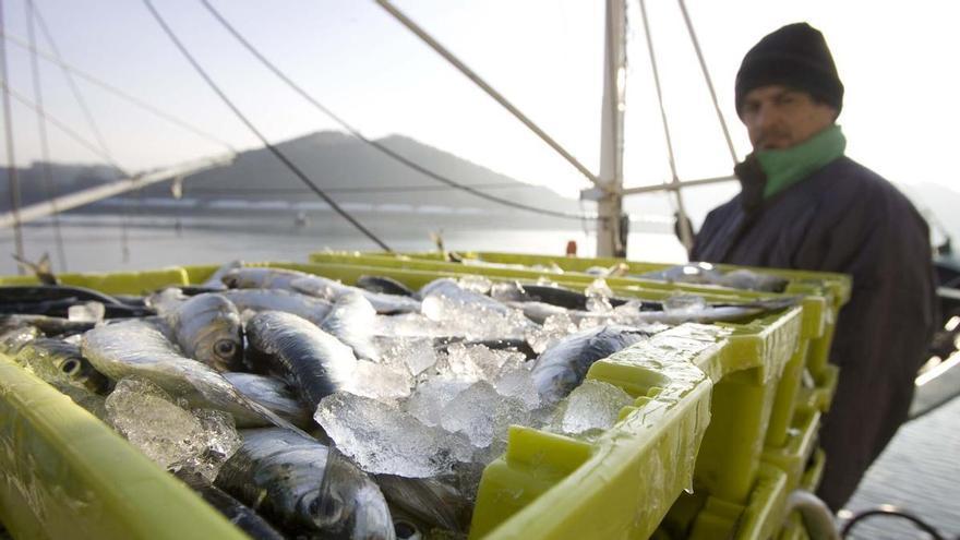 &quot;Lo peor, el precio&quot;, dicen los pescadores en el cierre de la campaña de la sardina