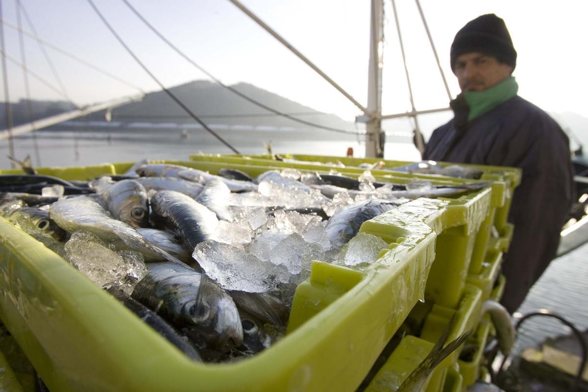 Capturas de sardinas en una imagen de archivo.