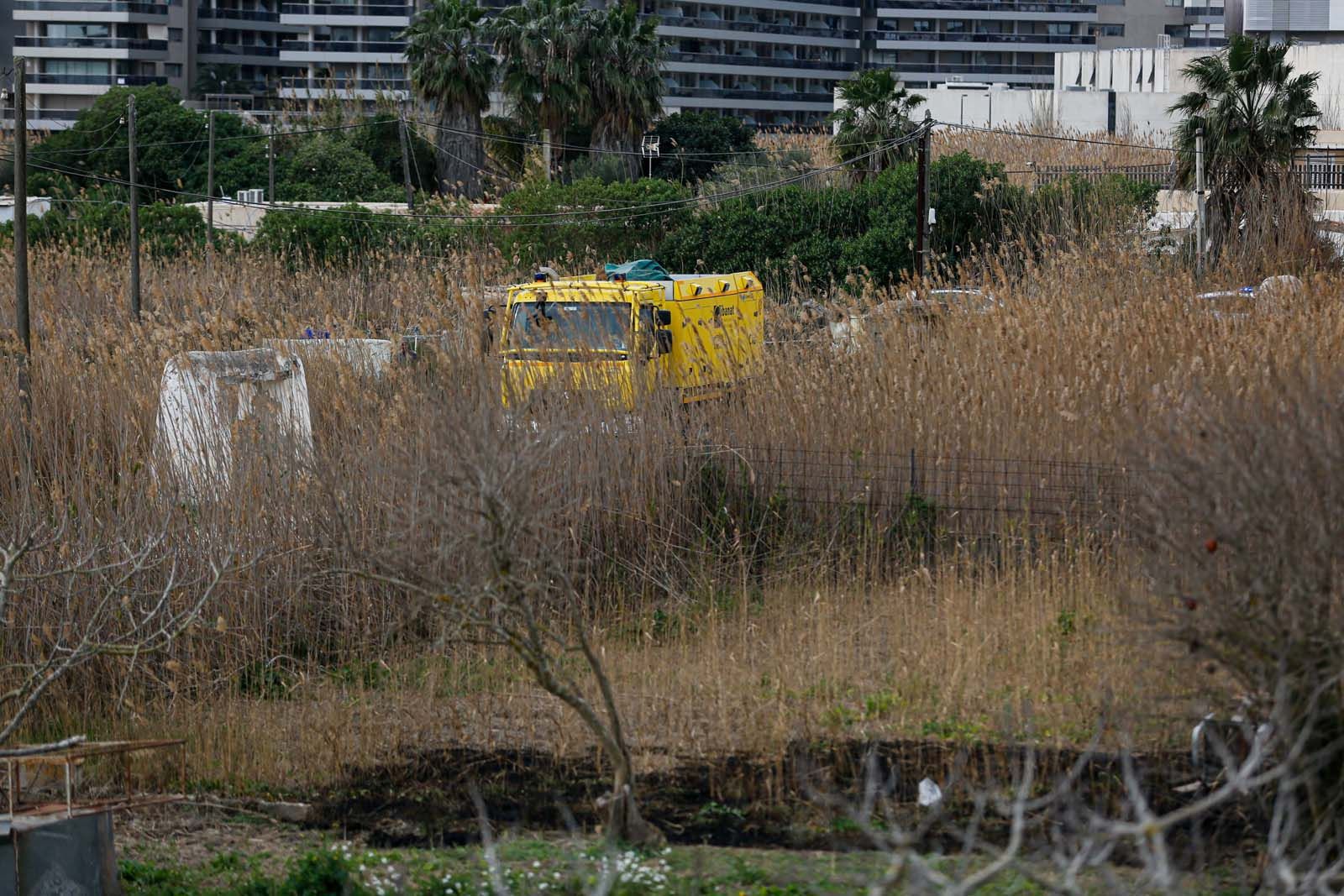 Arden 1500 metros cuadrados de cañaveral en Ibiza