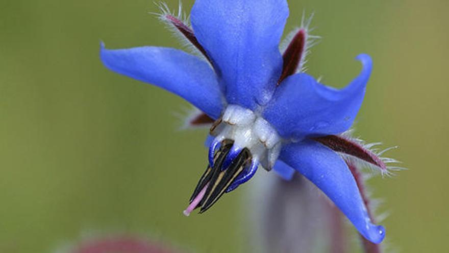 La flor que hubiera dibujado Asimov